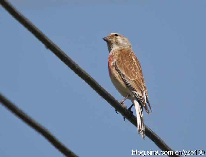 内地很难见的赤胸朱顶雀（组图，7张图片）