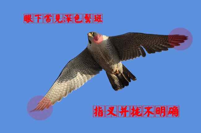 猛禽大全——中国东部地区27种迁徙类猛禽辨识