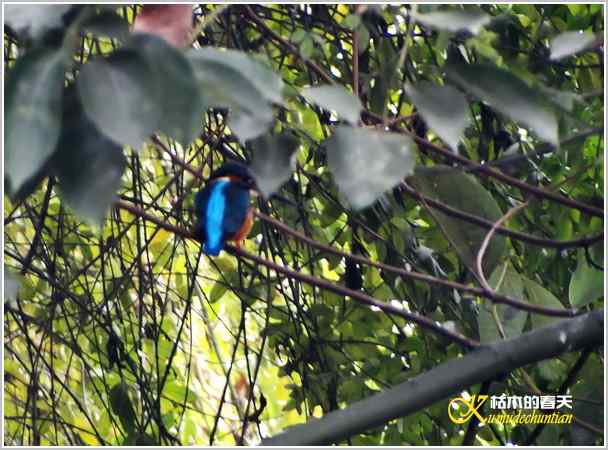 拍鈥湸淠疋澕恰菊掌