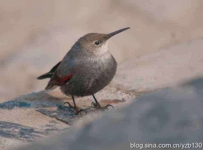 终于成功偷拍京城明星（组图，12张图片）
