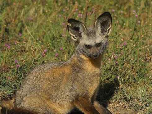 犬科：狐亚科之大耳狐