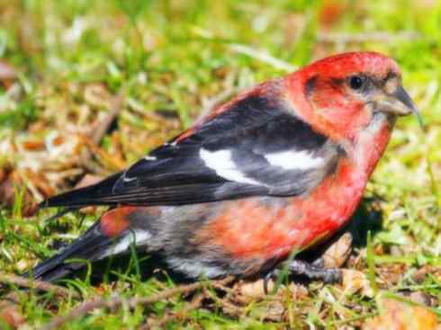 猎奇：奇特的鸟喙之四