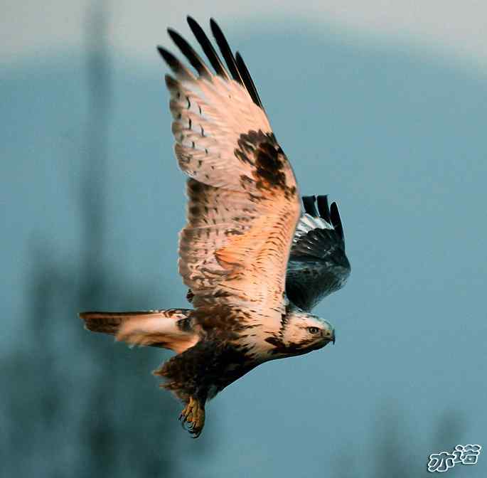 官厅水库&nbsp;wbr路&nbsp;wbr四种猛禽