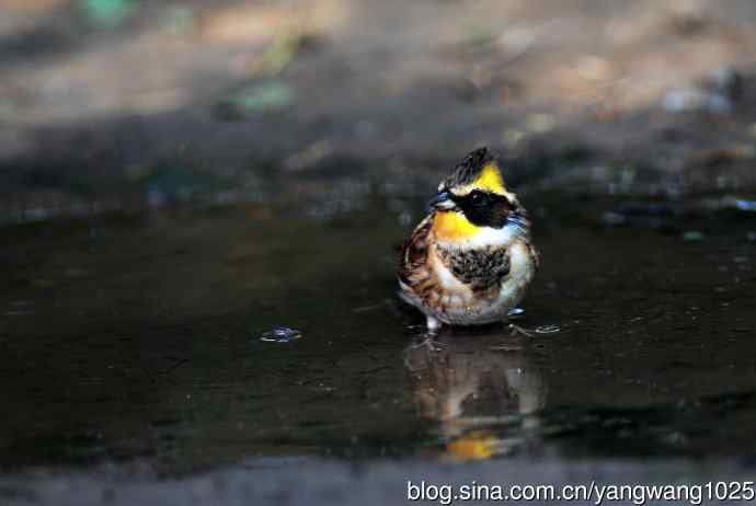 雌性黄喉鹀(6) 雌性黄喉鹀(6)