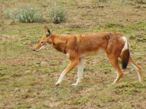 犬科:犬亚科犬属之西门豺、侧纹豺(胡狼类) 犬科:犬亚科犬属之西门豺、侧纹豺(胡狼类)