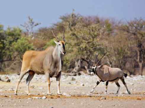 麒麟：传说的兽原型探秘（紫羚）