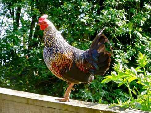 凤凰：传说的鸟原型探秘（原鸡）