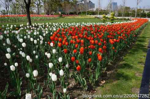 181.南园郁金香 181.南园郁金香