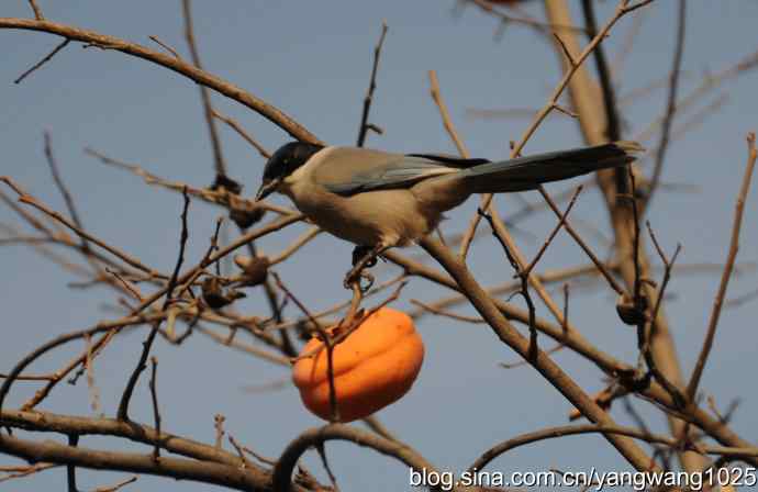 谁爱吃柿子？（喜鹊）
