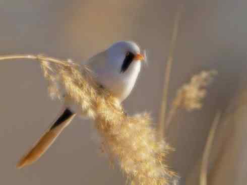 家禽驯化之源之二十