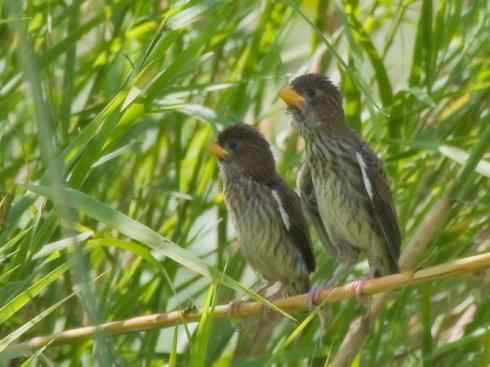 十大喜食蜂蜜动物：黑喉响蜜鴷