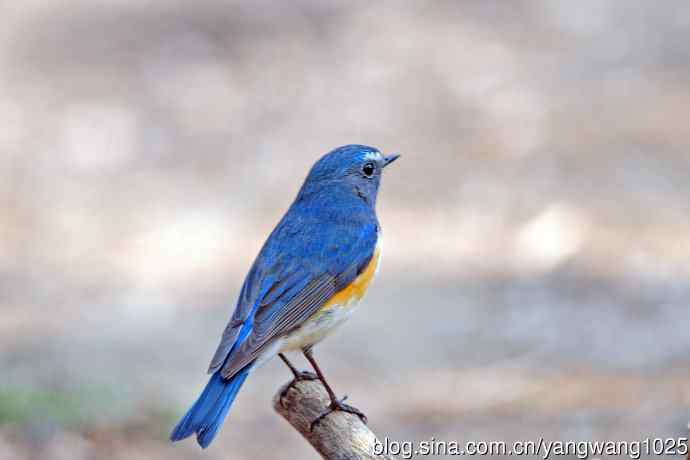 雄性红胁蓝尾鸲(31) 雄性红胁蓝尾鸲(31)