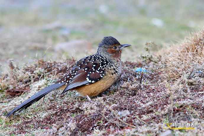 再赴川西高原拍鸟