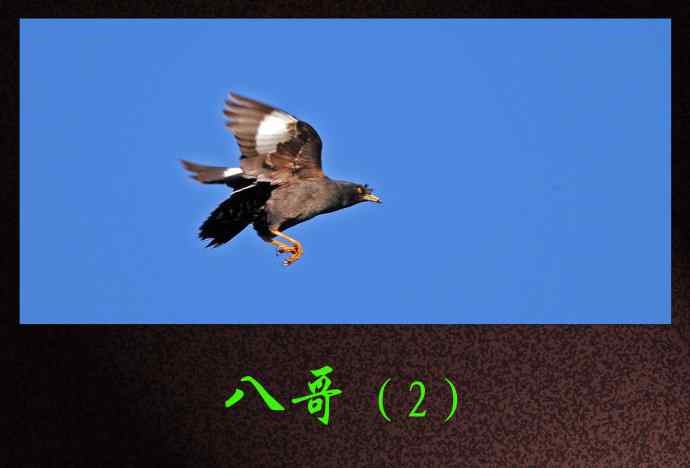 八哥（2）