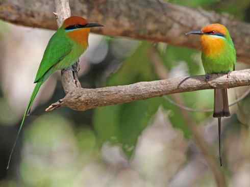 绝色攀禽：佛法僧目之蜂虎2