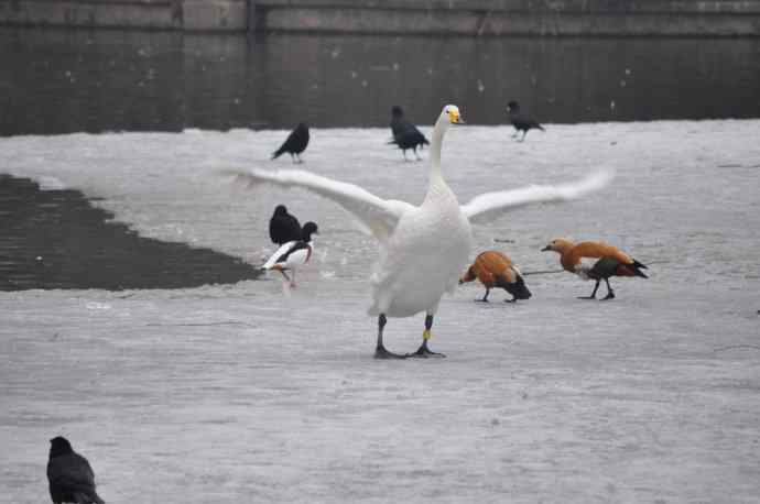 天鹅（送给小朋友GIGI）