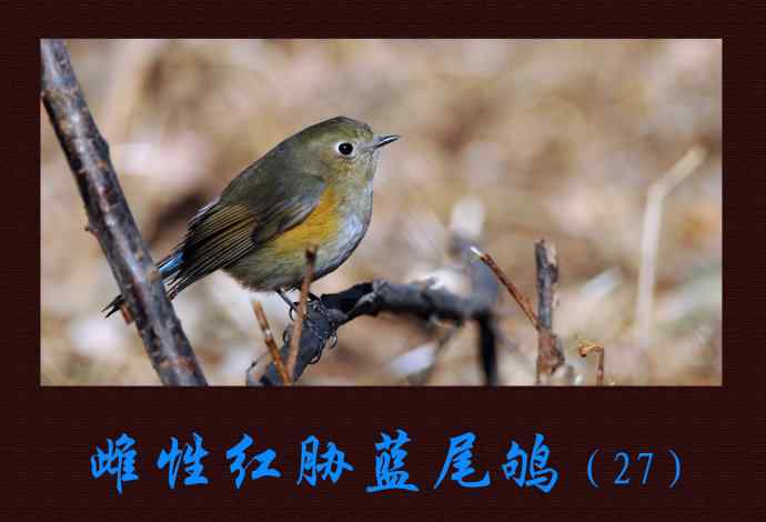 雌性红胁蓝尾鸲（27）