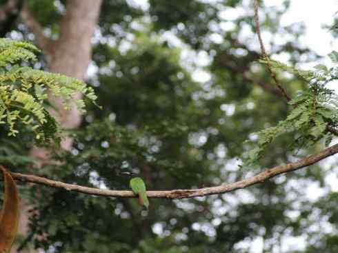 绝色攀禽:佛法僧目之蜂虎 绝色攀禽:佛法僧目之蜂虎