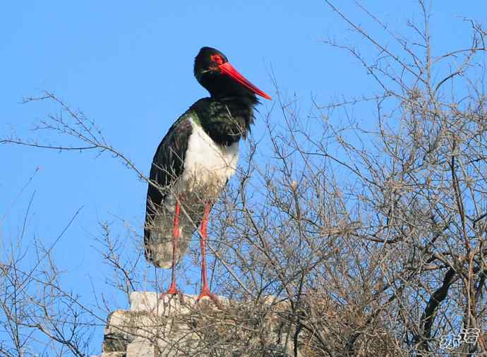 北京十渡 wbr路 wbr黑鹳 北京十渡 wbr路 wbr黑鹳