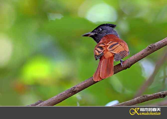 也拍鈥準俅潯菊掌