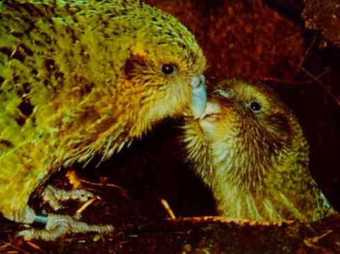 天生猎手:非猛禽类猎手之七 天生猎手:非猛禽类猎手之七