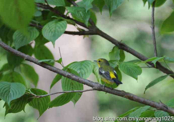 拍照与写博（绿背姬鶲篇）