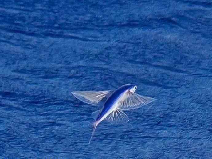 鱼类活化石：齿蝶鱼