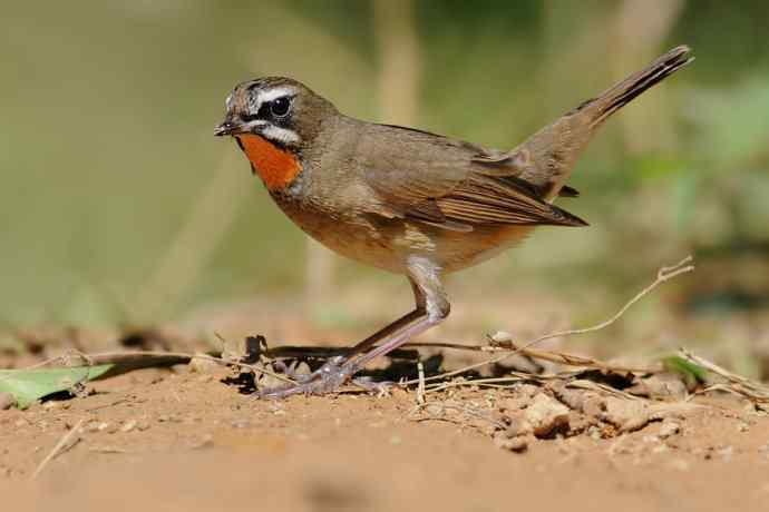 秋季迁徙鸟：红喉歌鸲*