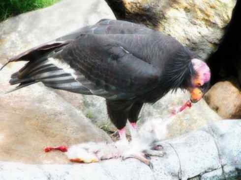 另类鸟类建筑师之一（白鹳、秃鹳）