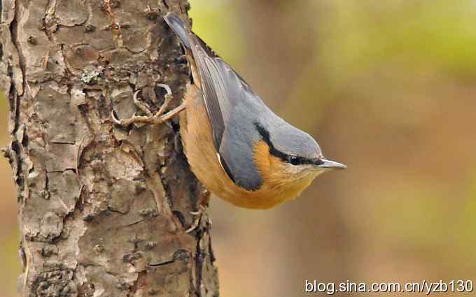 漂亮的跳跃精灵鈥斺斃醺锅[（组图）