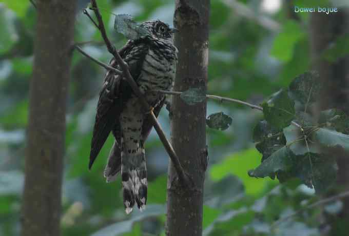 黑卷尾和疑似灰暗鹃鵙(雌) 黑卷尾和疑似灰暗鹃鵙(雌)