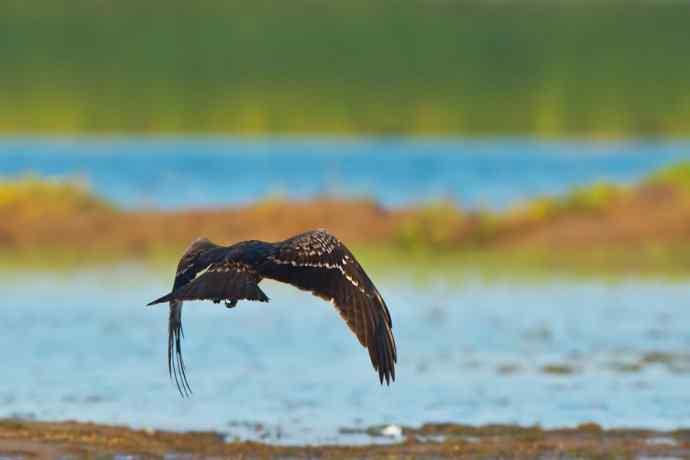 背影（野鸭湖黑耳鸢）