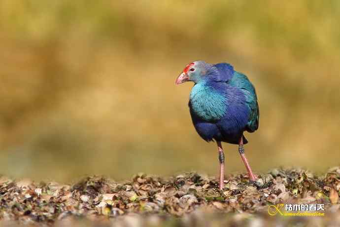 悠闲的鈥溩纤︹