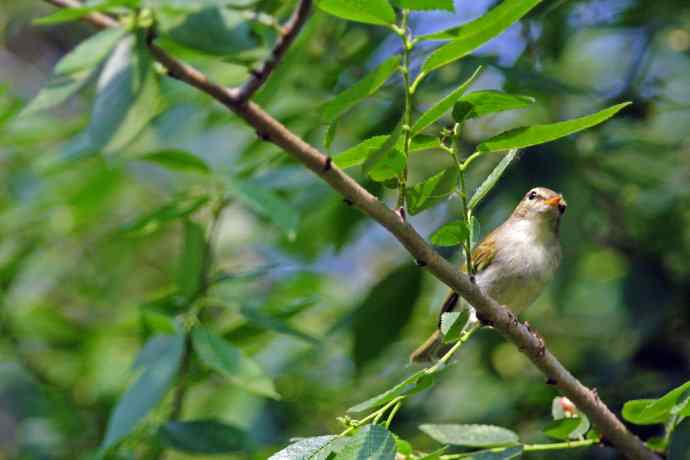 极北柳莺(4) 极北柳莺(4)