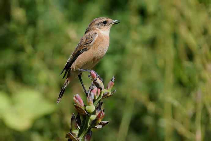 黑喉石鵖俏枝头