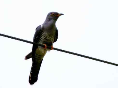 十大鸟类建筑师之一（家燕、金丝燕）