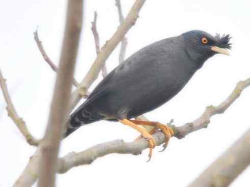 家禽驯化之源之十四