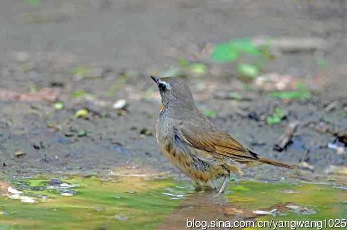 红喉歌鸲(10) 红喉歌鸲(10)