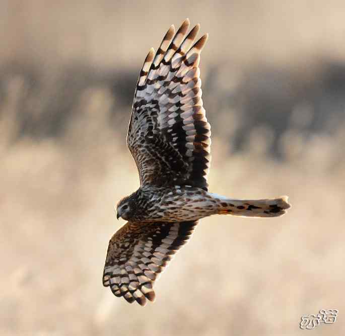 官厅水库&nbsp;wbr路&nbsp;wbr四种猛禽