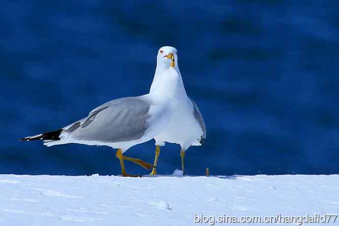 环嘴鸥(5) 环嘴鸥(5)