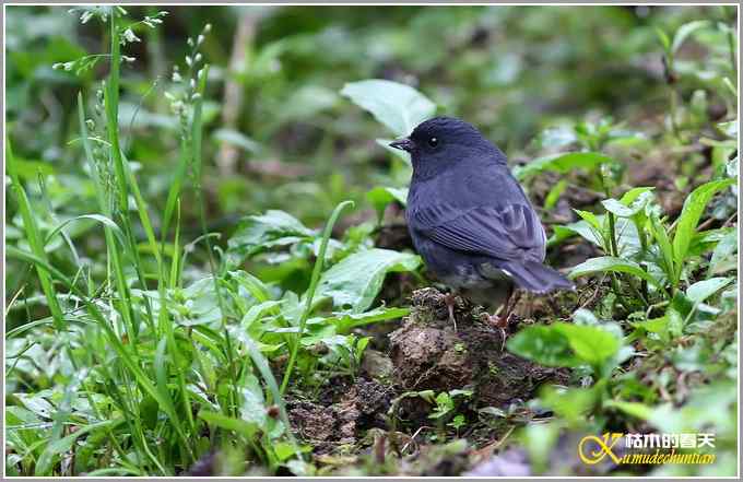 雨天拍到鈥溊醣逞茵意潯菊掌