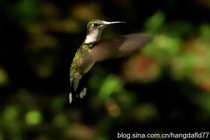 红玉喉北蜂鸟（3）