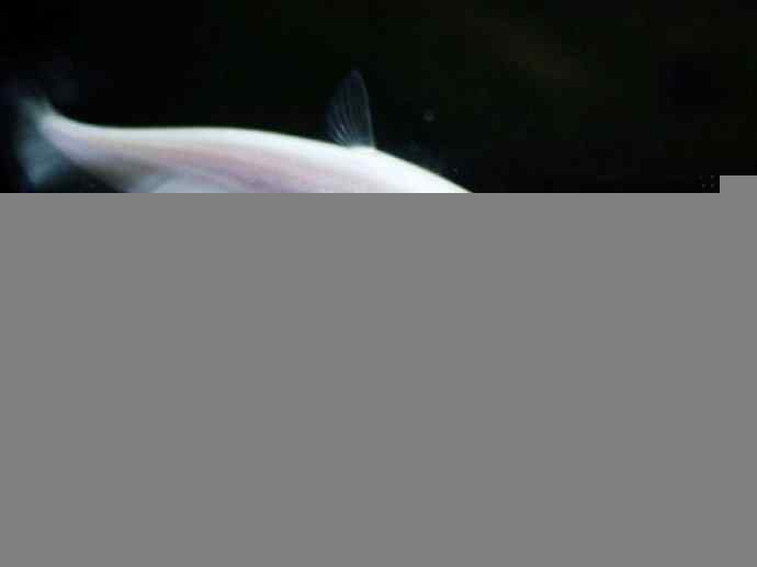 鱼类活化石：铠甲弓背鱼