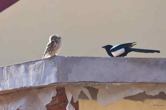 喜鹊鲜为人知的一面——顽强的领地捍卫者