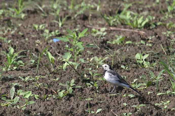 摄鸟拾趣（八） wbr白鹡鸰 wbr2012.07