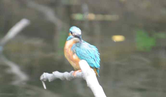 拍翠鸟（纪实）