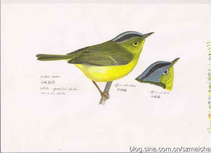 8种容易混淆的莺科鹟莺属鸟类的区别辨识图