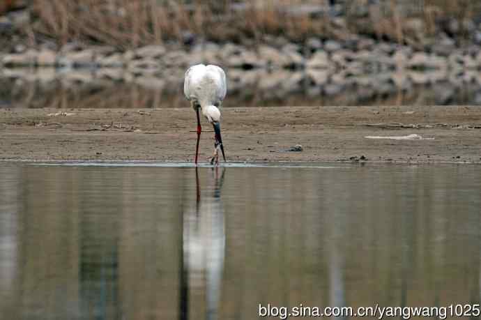 北京南海子公园的鸟类——吃早餐的东方白鹳（1）