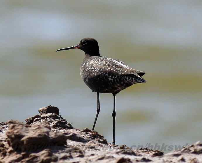 飞雁滩拍鸟 多种水鸟和白头翁