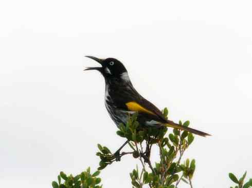 雀鸟也彪悍：鸟中恶霸（黑头矿鸟）